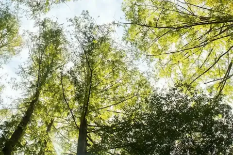 Baumkronen von unten, im Hintergrund blauer Himmel