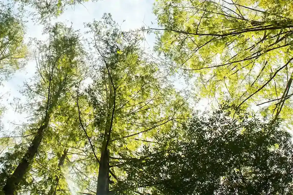 Baumkronen von unten, im Hintergrund blauer Himmel